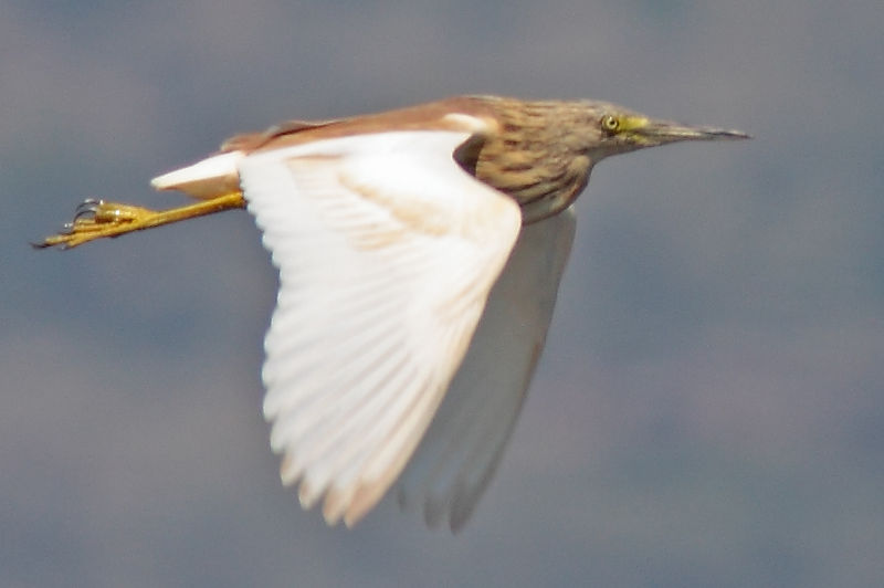 Soubor:090504-squacco-heron-in-flight.jpg