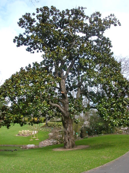Soubor:Jardin des plantes Nantes-Magnolia Hectot.jpg