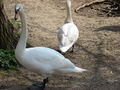 2 Swans at Brundon - geograph.org.uk - 629664.jpg