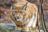 A portrait of the mother lynx posing flatly on a stone.