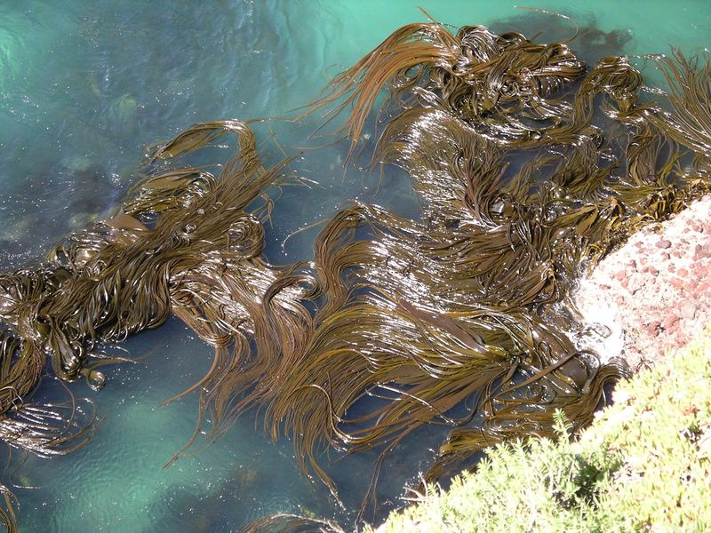 Soubor:Kelp forest Otago 1s.JPG