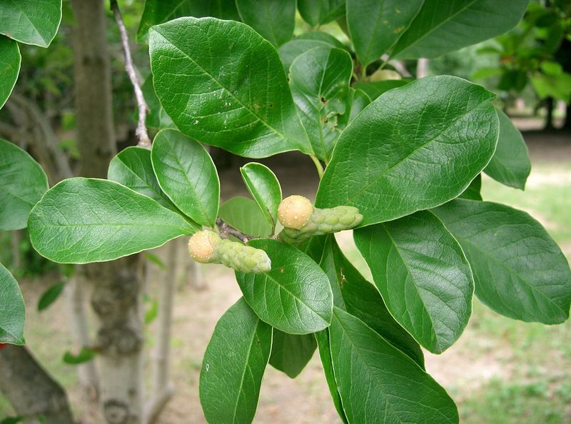 Soubor:Magnolia stellata8.jpg