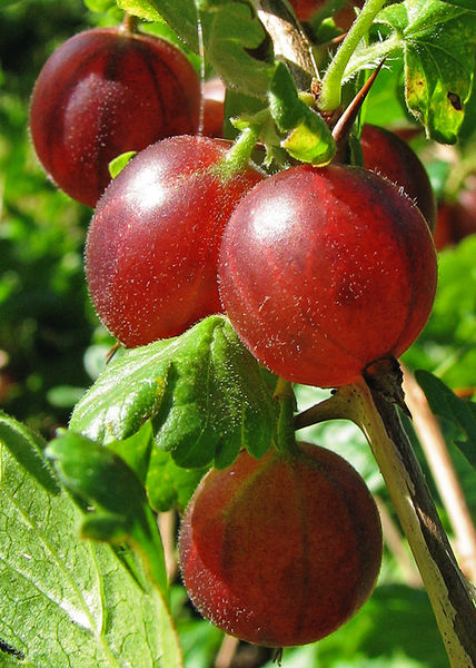 Soubor:Stachelbeere (Ribes uva-crispa).jpg