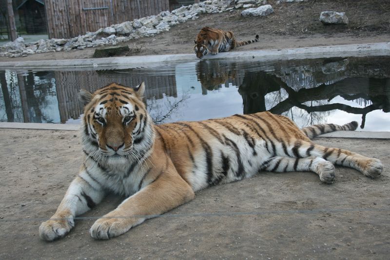 Soubor:Tygr ussurijský - Panthera tigris altaica Zoo Hodonín Amur + Sumi.jpg