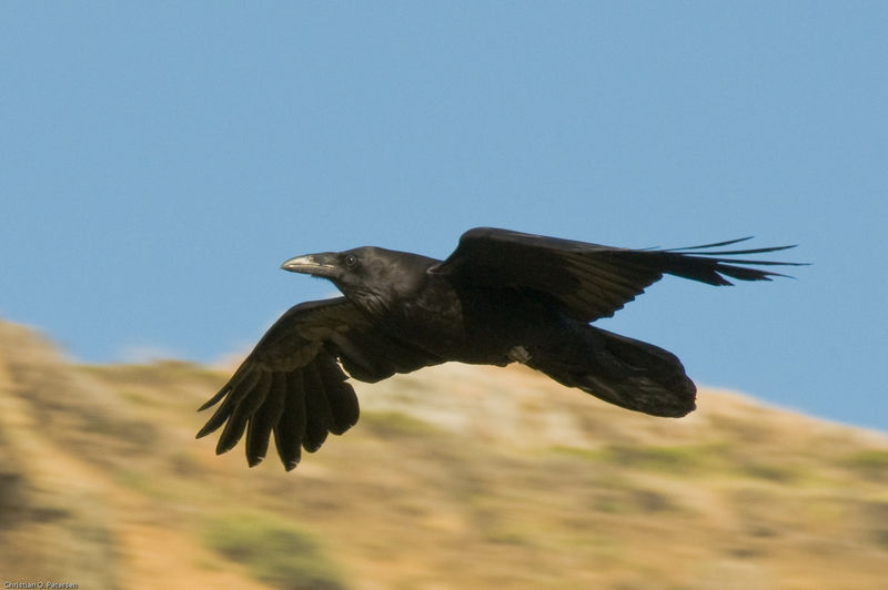 Soubor:3782 Common Raven in flight.jpg