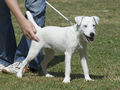 06070946 Parson Russell Terrier white.jpg