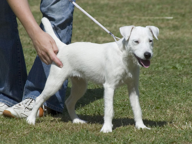Soubor:06070946 Parson Russell Terrier white.jpg