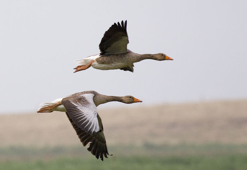 Soubor:Graylag geese (Anser anser) in flight 1700.jpg