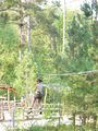"Going Ape" in Bedgebury Forest - geograph.org.uk - 796977.jpg