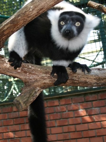Soubor:Lemur vari - Varecia variegata Zoo Hodonin.jpg
