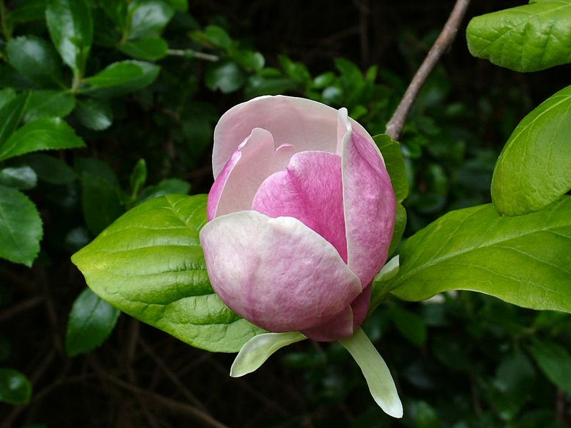 Soubor:Magnolia × soulangeana blossom.jpg