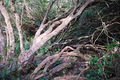 Y Gwyllt Portmeirion The Wild Wood - geograph.org.uk - 708299.jpg