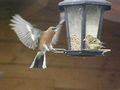 Chaffinch coming in to land - geograph.org.uk - 1126672.jpg