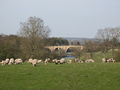 "Busy" pastures west of Chollerford Bridge - geograph.org.uk - 809514.jpg