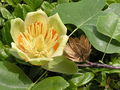 08 0502 Lyriodendron tulipifera 05.JPG