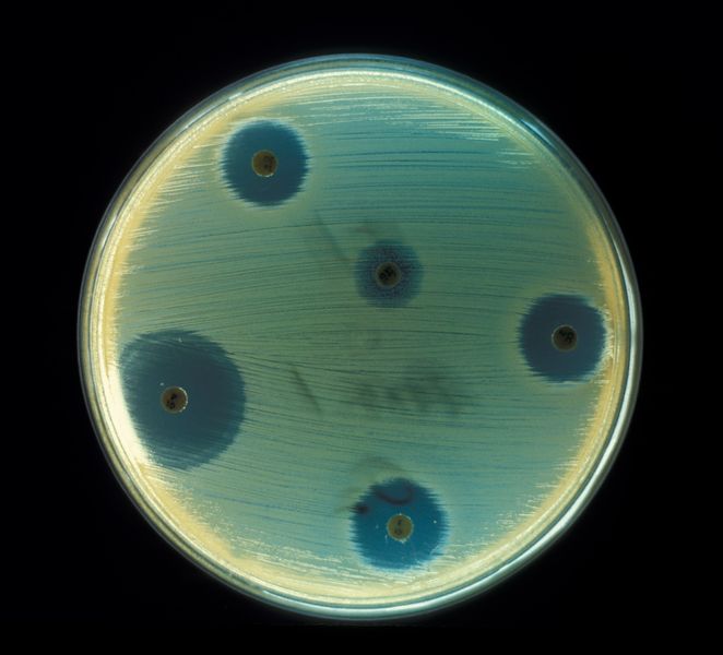 Soubor:Staphylococcus aureus (AB Test).jpg