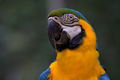 Ara ararauna -Blue-and-gold Macaw -head and neck.jpg
