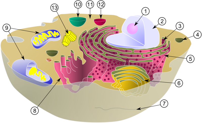 Soubor:Biological cell.png