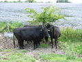 3 cows shelter under a very small tree on the Ridgeway - geograph.org.uk - 507668.jpg