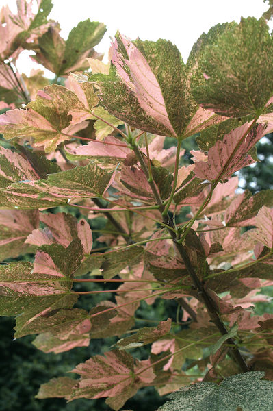Soubor:Acer pseudoplatanus 'Nizetii' b.jpg