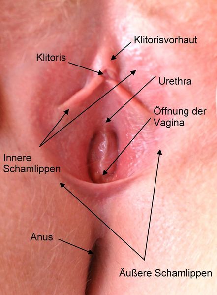 Soubor:Anatomie der Vagina.JPG