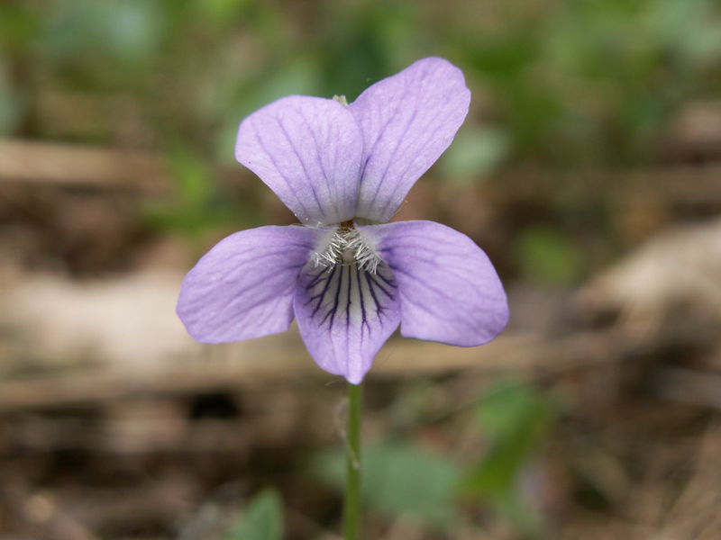 Soubor:Viola canina 2.jpg