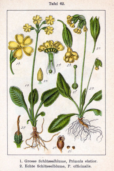 Soubor:Primula spp Sturm62.jpg