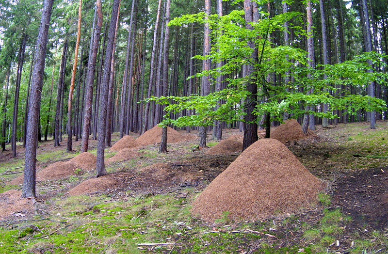 Soubor:Mravenistě, Hlinecký les, Hřešihlavská.jpg