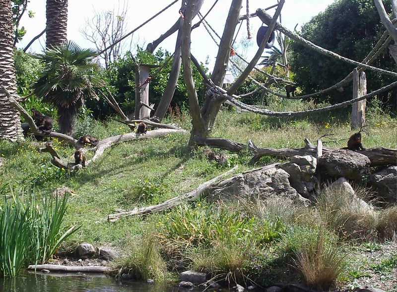 Soubor:Wellington Zoo Monkey Island.JPG