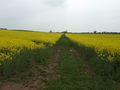 'Restricted Byway' through the rape field - geograph.org.uk - 786649.jpg