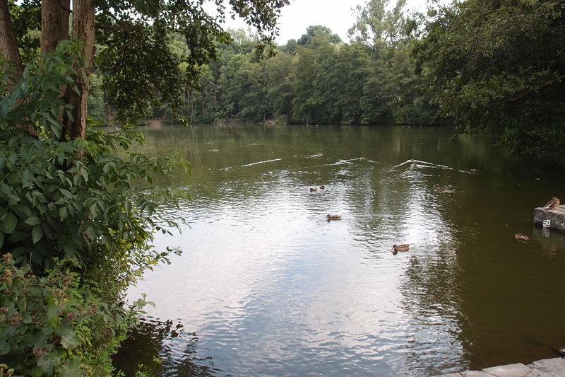 Soubor:Labuť pond Kunratický forest Prague 02.JPG