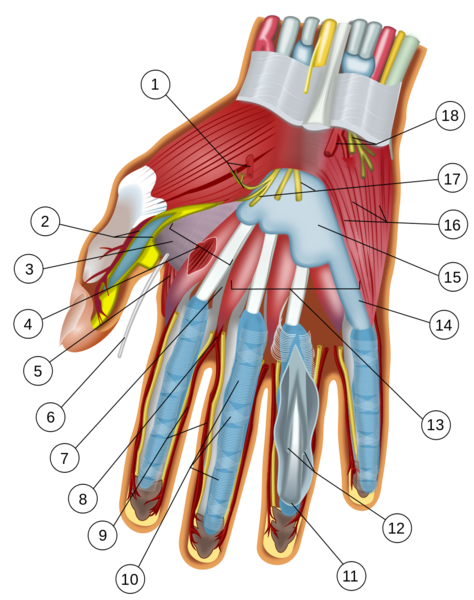 Soubor:Wrist and hand deeper palmar dissection-numbers.png