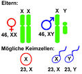 XY-Chromosomen.jpg