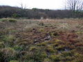 Quaking bog - geograph.org.uk - 650520.jpg