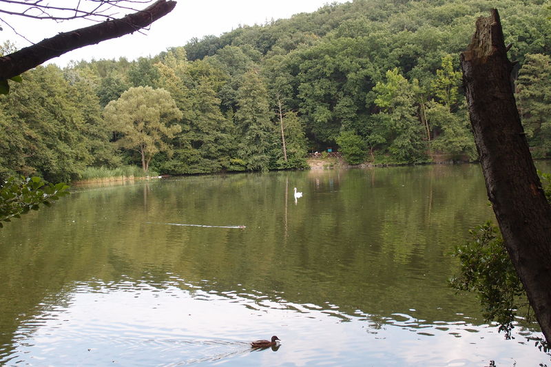 Soubor:Labuť pond Kunratický forest Prague 10.JPG