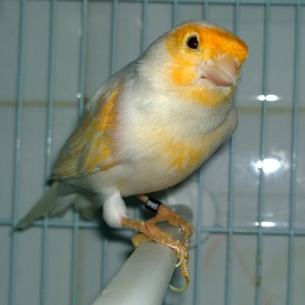 Soubor:Canari bird.jpg