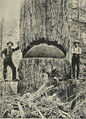 9-foot diameter Douglas Fir - 1900.jpg