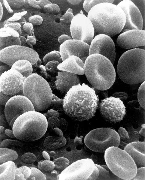 Soubor:SEM blood cells.jpg