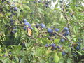 2007 could be a good year for Sloe Gin - geograph.org.uk - 534961.jpg
