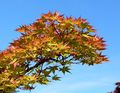Acer palmatum Shigitatsu-sawa 3.jpg