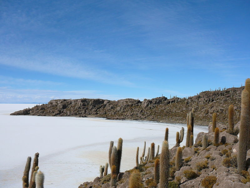 Soubor:Isla del Pescado in Uyuni.JPG