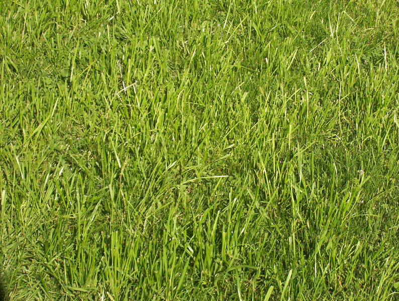 Soubor:Grass-JW.jpg