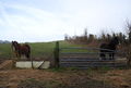 2 horses in a field near Denstead Farm - geograph.org.uk - 1133049.jpg