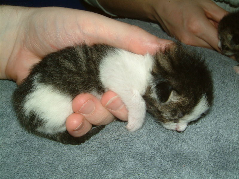 Soubor:Kitten-kasimir-in-hand.jpg