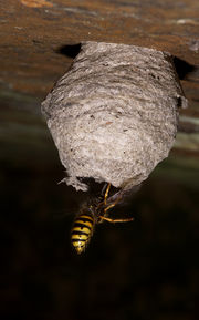 Common wasp, Queen and nest.jpg