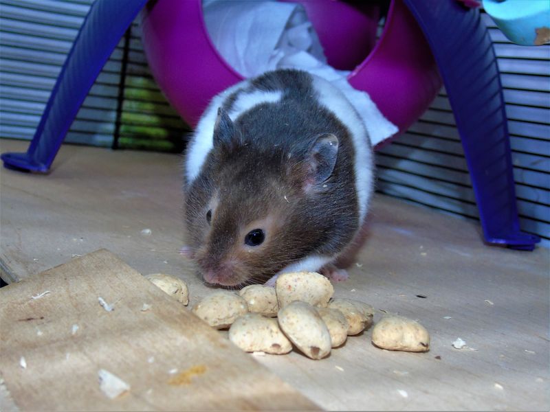 Soubor:Male Sabled Banded Syrian Hamster.jpg