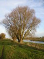 2 Ash trees, growing close to the River Welland - geograph.org.uk - 641104.jpg