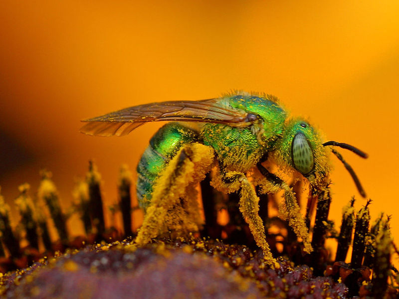 Soubor:Iridescent.green.sweat.bee1.jpg