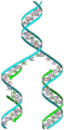 DNA replication split.png