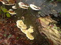 Fabulous Fungi - geograph.org.uk - 1080438.jpg